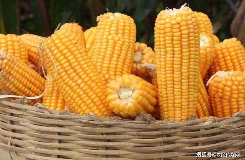 登海種業(yè)扭轉業(yè)績頹勢 玉米種業(yè)格局仍存變數(shù)
