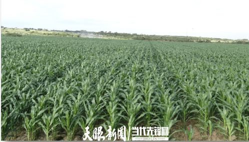 農(nóng)發(fā)行花溪支行發(fā)放600萬(wàn)元貸款，助力種業(yè)小微企業(yè)實(shí)現(xiàn)育繁推一體化產(chǎn)業(yè)建設(shè)