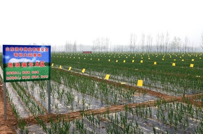 潤豐種業(yè)有機大蒜基地 種業(yè)創(chuàng)新引領(lǐng)綠色農(nóng)業(yè)發(fā)展
