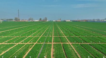 更全、更專、更廣 中國種子大會馬蘭小麥種業(yè)展示會引領(lǐng)種業(yè)創(chuàng)新