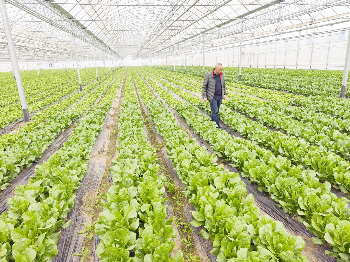 國際種業(yè)園區(qū)培育上百個新品種，推動農(nóng)業(yè)現(xiàn)代化發(fā)展