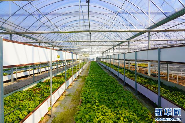 深圳市農(nóng)檢中心舉辦專題宣講 筑牢安全屏障，護(hù)航種業(yè)安全