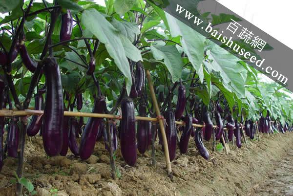 廣東粵蔬貝司特3號(hào)長(zhǎng)茄 農(nóng)科院遲熟高產(chǎn)品種，畝產(chǎn)超5000公斤的種植優(yōu)選