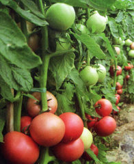 西安常豐園種業(yè)有限責(zé)任公司 種業(yè)科技，豐收之源