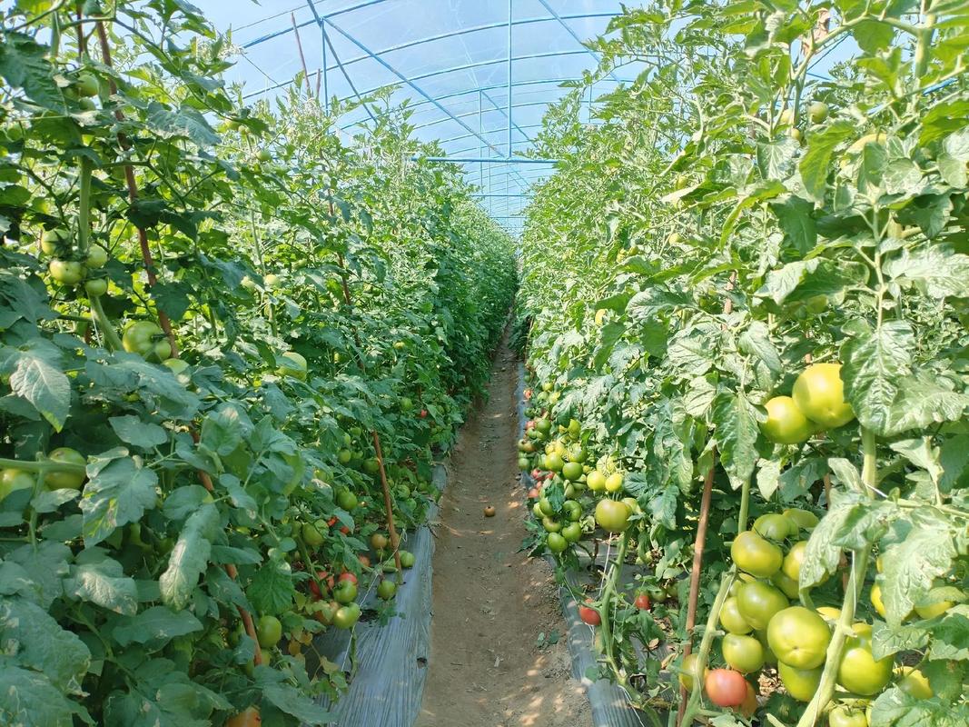 貴州種業 以高品質種源為基，用好技術賦能現代農業